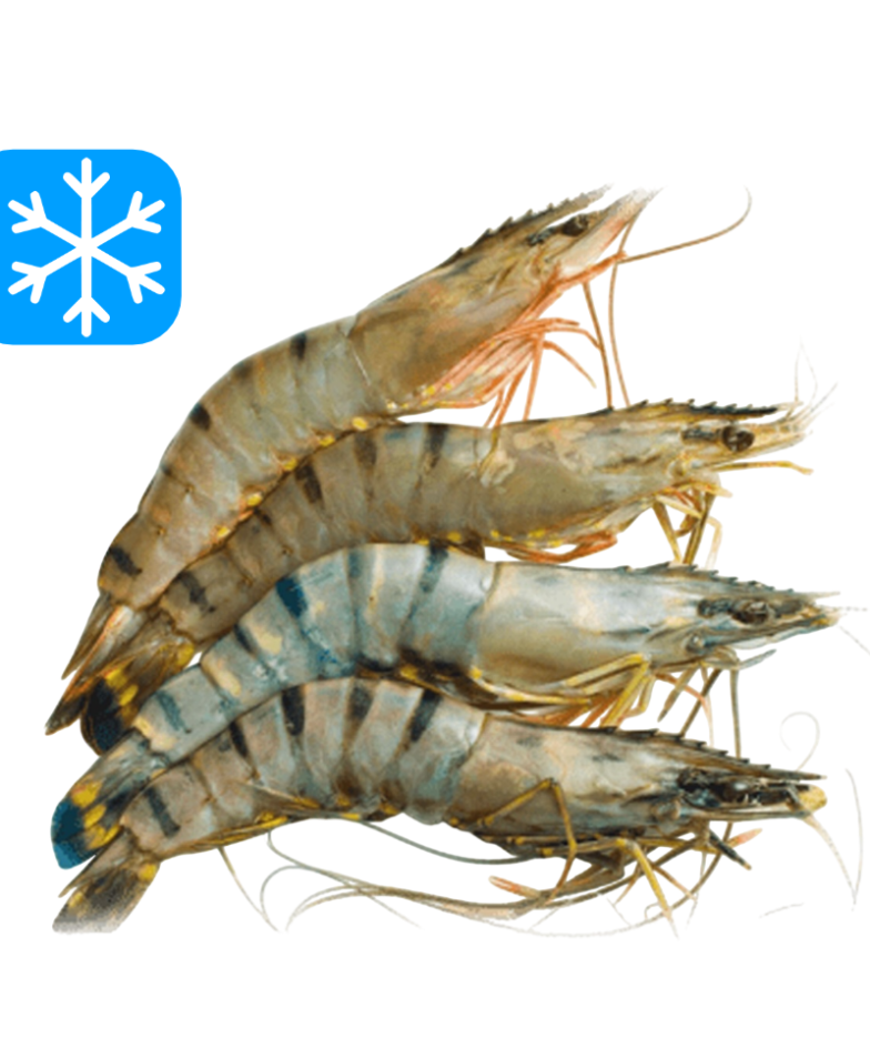 LA PERLA BT 31/40 CREVETTES ENTIÈRES 10x800Gr (BDG)