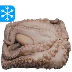 CANOSA POULPE ENTIER 2 A 3 Kg 1x15Kg (ESP)