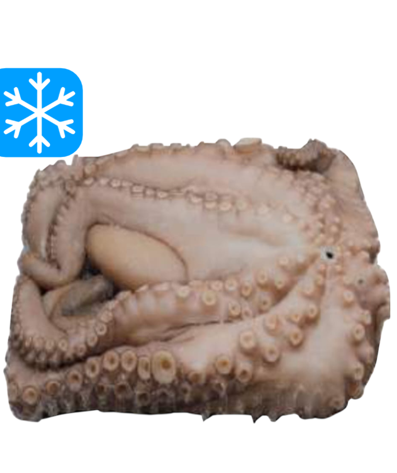 CANOSA POULPE ENTIER 3 A 4 Kg 1x15Kg (ESP)