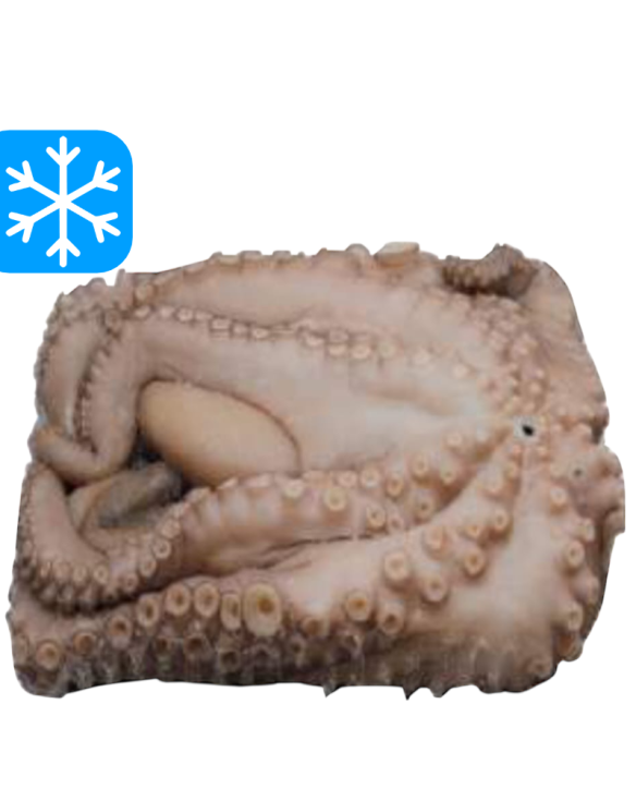 CANOSA POULPE ENTIER 3 A 4 Kg 1x15Kg (ESP)