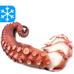 GASTRO BEST TENTACULE DE POULPE CUIT "M" 1x2500Gr (CHE)