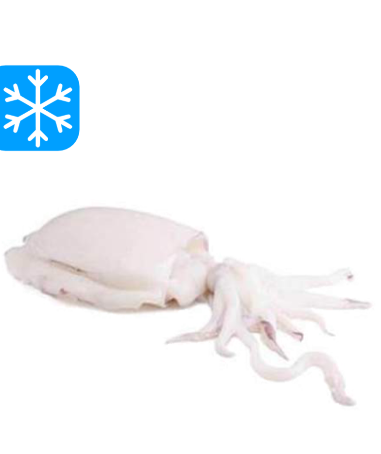 GASTRO BEST SEICHES NETTOYÉES 400/600 10x1Kg (VNM)