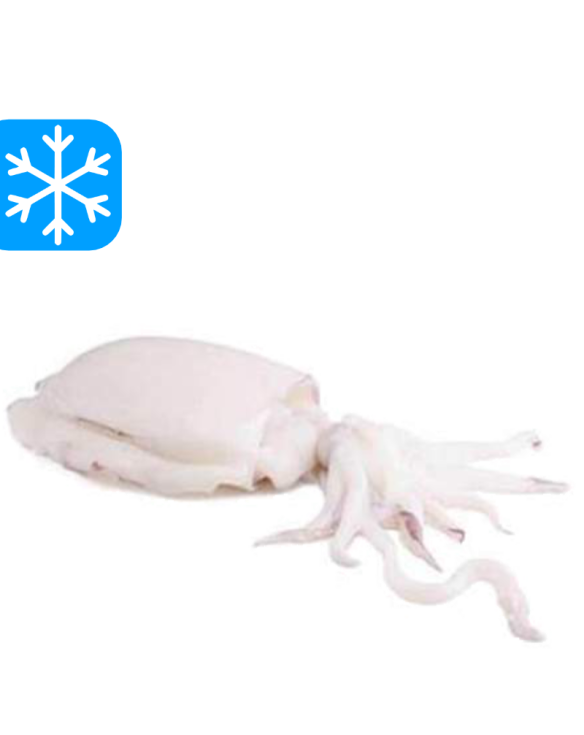 GASTRO BEST SEICHES NETTOYÉES 400/600 10x1Kg (VNM)