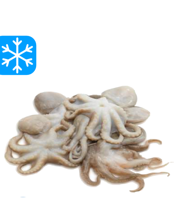 GASTRO BEST MOSCARDINOS 20/40 10x1Kg (CHE)