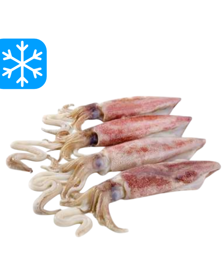 GASTRO BEST CALAMARS ENTIERS AVEC PEAU 10x1Kg (CHE)