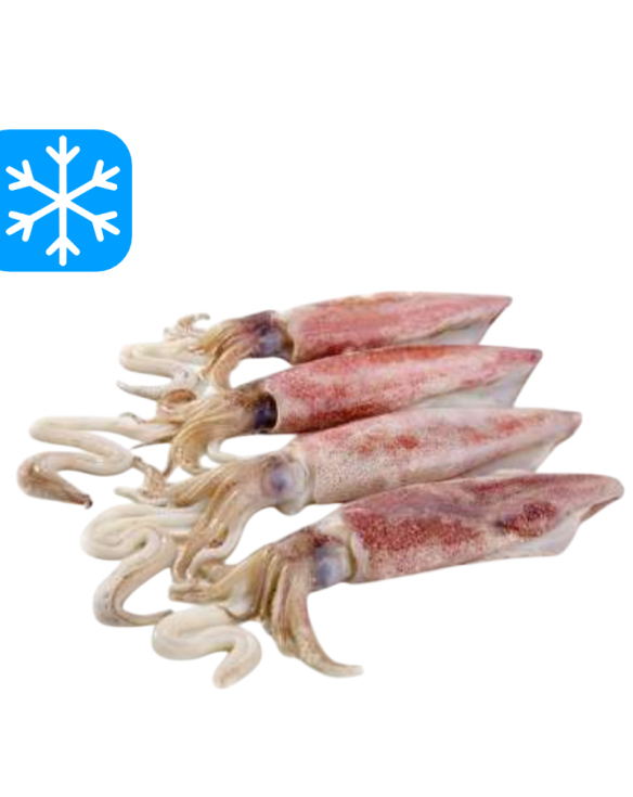 GASTRO BEST CALAMARS ENTIERS AVEC PEAU 10x1Kg (CHE)