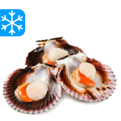 🇪🇸NOIX DE ST.-JACQUES 1/2 COQUILLE 30/40 4x1Kg (ESP) GASTRO BEST