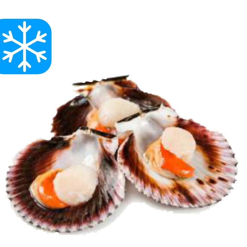 🇪🇸NOIX DE ST.-JACQUES 1/2 COQUILLE 30/40 4x1Kg (ESP) GASTRO BEST